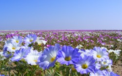 Flowering Atacama Desert